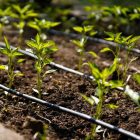 tubo-di-irrigazione-a-goccia-2P