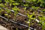 Guida all’acquisto del tubo di irrigazione a goccia per giardino